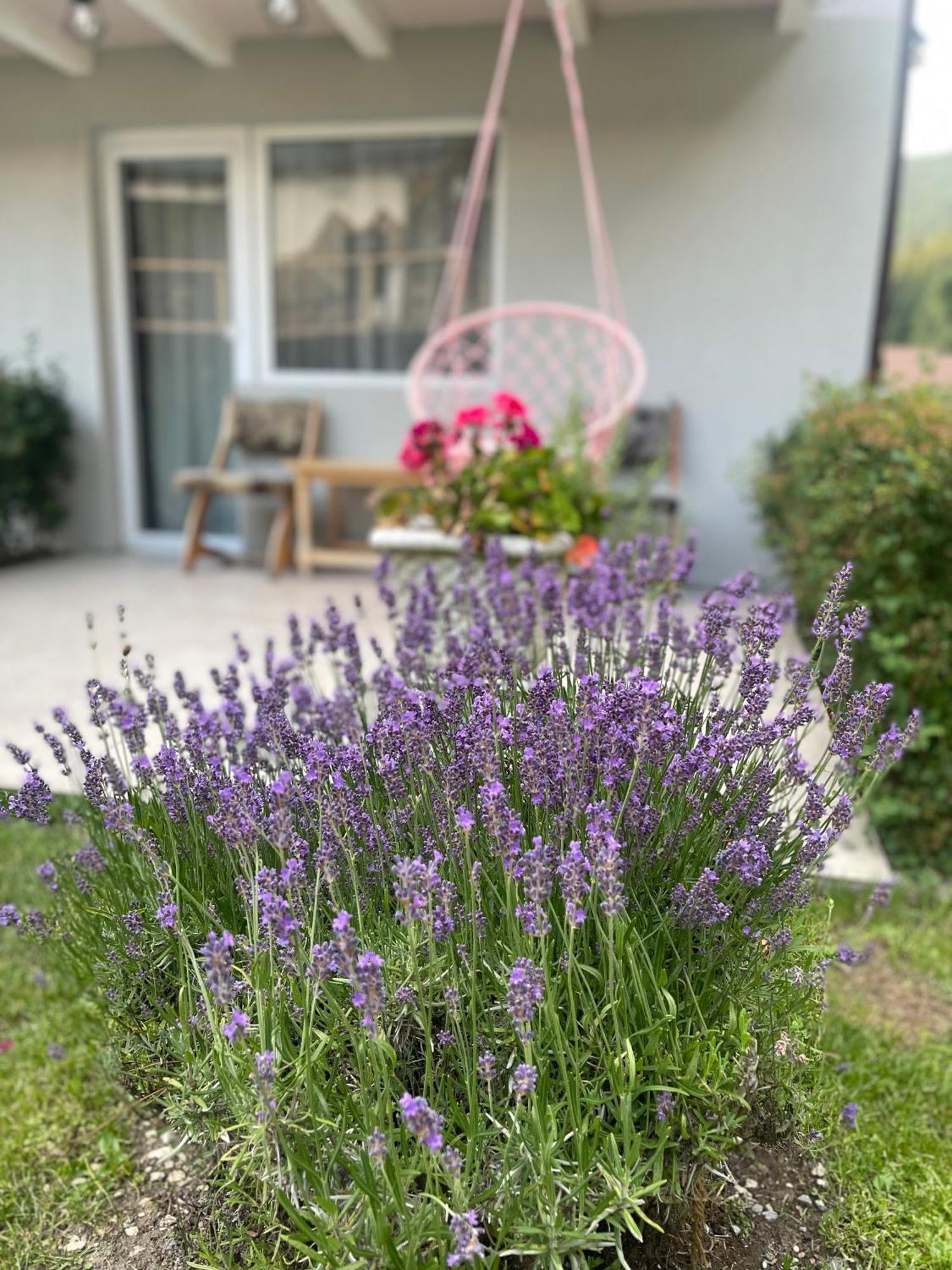 Anelisse Inn Moeciu De Sus Dış mekan fotoğraf