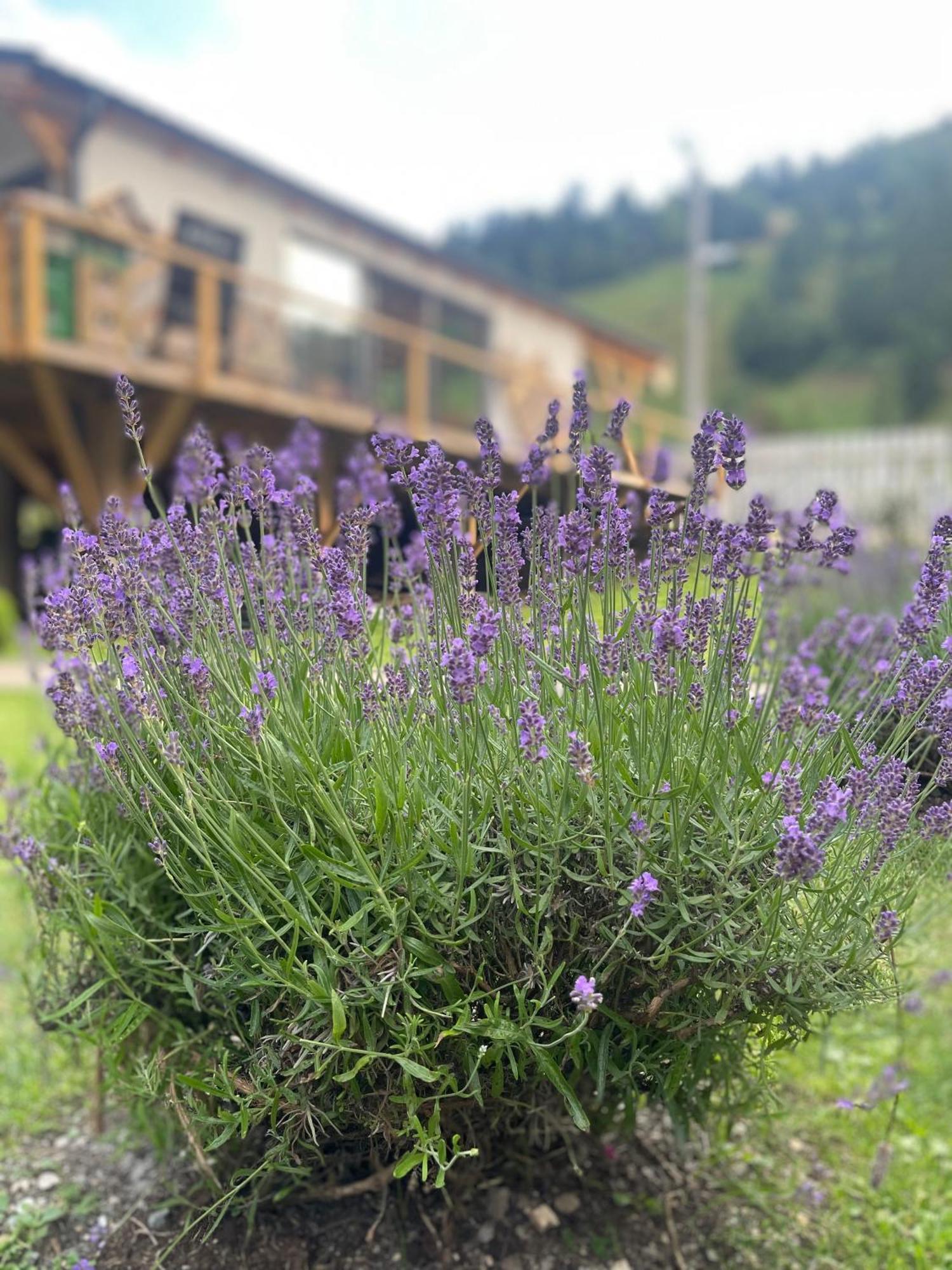 Anelisse Inn Moeciu De Sus Dış mekan fotoğraf